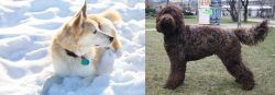 Labrador Husky vs Barbet - Breed Comparison