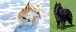 Labrador Husky vs Belgian Shepherd Dog (Groenendael) - Breed Comparison