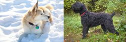 Labrador Husky vs Black Russian Terrier - Breed Comparison