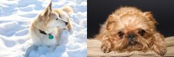 Labrador Husky vs Brug - Breed Comparison