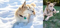 Labrador Husky vs Carolina Dog - Breed Comparison