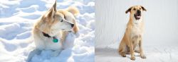 Labrador Husky vs Chinook - Breed Comparison