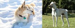 Labrador Husky vs Cretan Hound - Breed Comparison