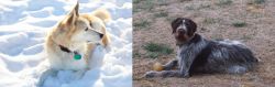 Labrador Husky vs Deutsch Drahthaar - Breed Comparison