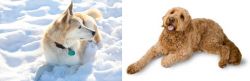 Labrador Husky vs Golden Doodle - Breed Comparison