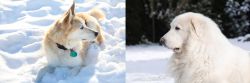 Labrador Husky vs Great Pyrenees - Breed Comparison