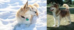 Labrador Husky vs Greenland Dog - Breed Comparison