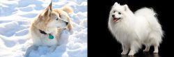 Labrador Husky vs Japanese Spitz - Breed Comparison