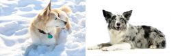 Labrador Husky vs Koolie - Breed Comparison