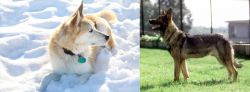 Labrador Husky vs Kunming Dog - Breed Comparison