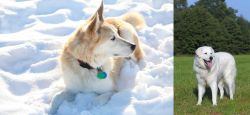 Labrador Husky vs Kuvasz - Breed Comparison