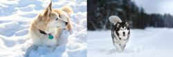 Labrador Husky vs Siberian Husky - Breed Comparison