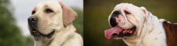 Labrador Retriever vs English Bulldog - Breed Comparison