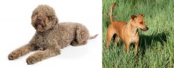 Lagotto Romagnolo vs Africanis - Breed Comparison