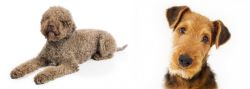 Lagotto Romagnolo vs Airedale Terrier - Breed Comparison