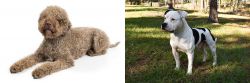 Lagotto Romagnolo vs American Bulldog - Breed Comparison
