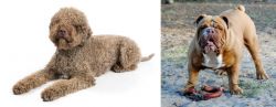 Lagotto Romagnolo vs Australian Bulldog - Breed Comparison