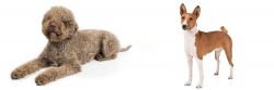 Lagotto Romagnolo vs Basenji - Breed Comparison