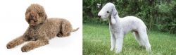 Lagotto Romagnolo vs Bedlington Terrier - Breed Comparison