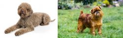 Lagotto Romagnolo vs Belgian Griffon - Breed Comparison