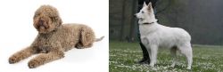 Lagotto Romagnolo vs Berger Blanc Suisse - Breed Comparison