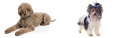 Lagotto Romagnolo vs Biewer - Breed Comparison
