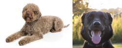 Lagotto Romagnolo vs Borador - Breed Comparison