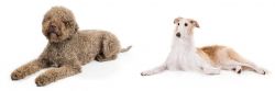 Lagotto Romagnolo vs Borzoi - Breed Comparison