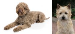 Lagotto Romagnolo vs Cairn Terrier - Breed Comparison