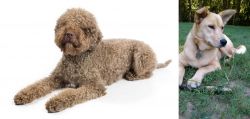 Lagotto Romagnolo vs Carolina Dog - Breed Comparison