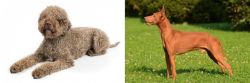 Lagotto Romagnolo vs Cirneco dell'Etna - Breed Comparison