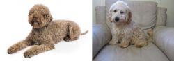 Lagotto Romagnolo vs Cockachon - Breed Comparison