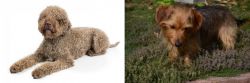 Lagotto Romagnolo vs Dorkie - Breed Comparison