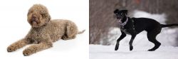 Lagotto Romagnolo vs Eurohound - Breed Comparison