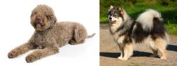 Lagotto Romagnolo vs Finnish Lapphund - Breed Comparison