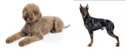 Lagotto Romagnolo vs Harlequin Pinscher - Breed Comparison