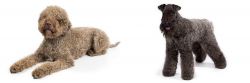 Lagotto Romagnolo vs Kerry Blue Terrier - Breed Comparison