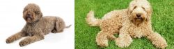 Lagotto Romagnolo vs Labradoodle - Breed Comparison
