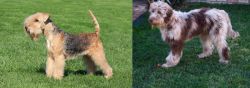 Lakeland Terrier vs Aussie Doodles - Breed Comparison