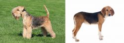 Lakeland Terrier vs Beagle-Harrier - Breed Comparison