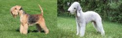 Lakeland Terrier vs Bedlington Terrier - Breed Comparison