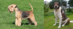Lakeland Terrier vs Cao de Gado Transmontano - Breed Comparison