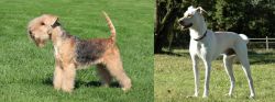 Lakeland Terrier vs Cretan Hound - Breed Comparison