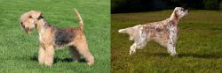 Lakeland Terrier vs English Setter - Breed Comparison