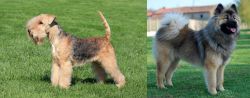 Lakeland Terrier vs Eurasier - Breed Comparison