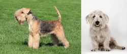 Lakeland Terrier vs Glen of Imaal Terrier - Breed Comparison