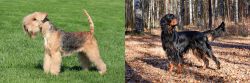 Lakeland Terrier vs Gordon Setter - Breed Comparison