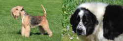 Lakeland Terrier vs Greek Sheepdog - Breed Comparison