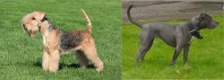 Lakeland Terrier vs Irish Bull Terrier - Breed Comparison