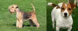 Lakeland Terrier vs Irish Jack Russell - Breed Comparison